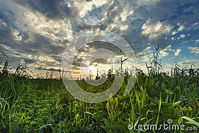 Sunset landscape with sky and clouds, green grass spring. Wide. Stock Photo