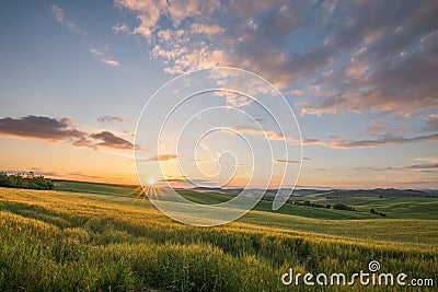 Sunset landscapes over the green grassland and rolling hills in Tuscany Stock Photo