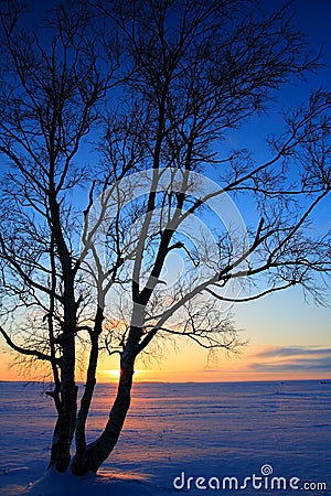 Sunset through leafless trees in winter Stock Photo