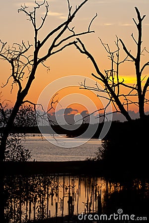 Sunset at mangrove preservation area Stock Photo