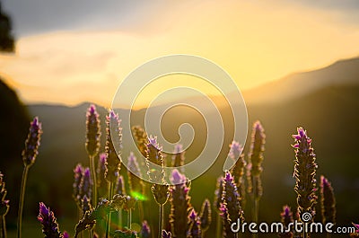 Sunset with mountains in the background and plants in front Stock Photo