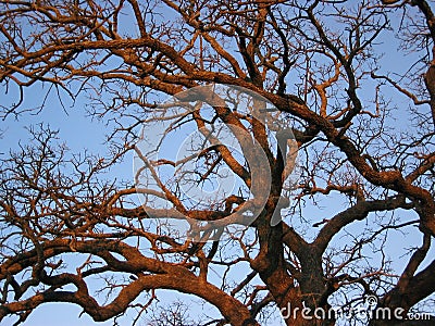 Sunset Oak Tree Stock Photo