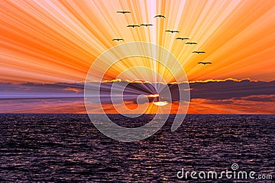 Sunset Ocean Birds Stock Photo