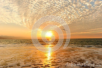 Sunset Ocean Birds Stock Photo