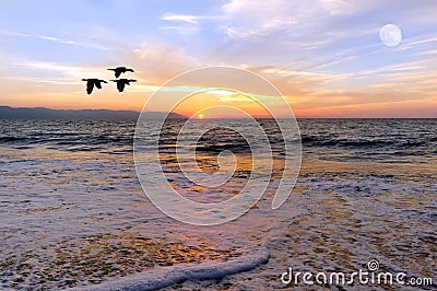 Sunset Ocean Birds Stock Photo