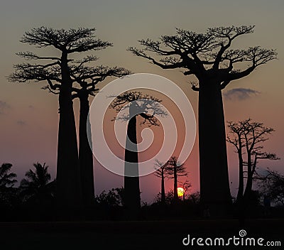 Sunset over Alley of the baobabs, Madagascar Stock Photo