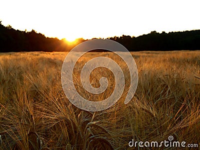 Sunset over barley field Stock Photo