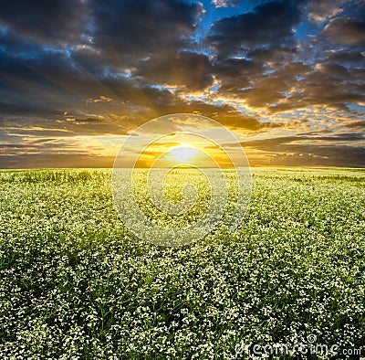 Sunset over blooming white field Stock Photo