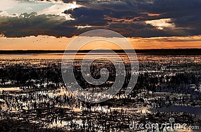 Sunset over cropped reed beds of the Camargue Stock Photo