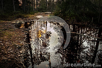 Sunset over a dark forest glade with a pool of water. Reflections of trees in the water. Stock Photo