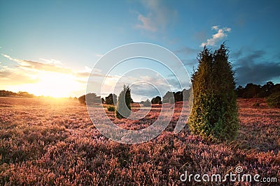 Sunset over flowering heather and juniper trees Stock Photo