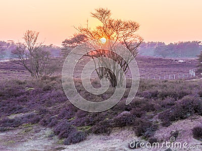 Sunset over heathland Zuiderheide, Gooi, Netherlands Stock Photo