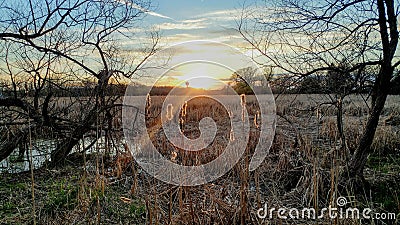 Sunset over Marshy Swamp Shinning on Cattails Stock Photo