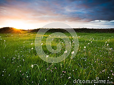 Sunset over meadow Stock Photo