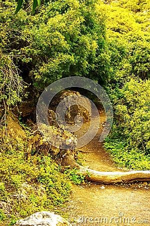 In the picture - a path in a dense forest in the mountains Stock Photo