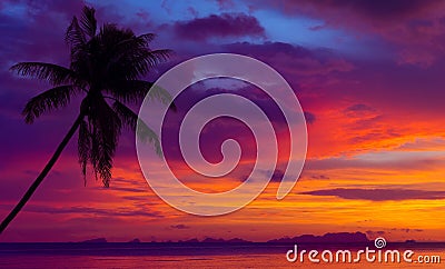 Sunset over the ocean with tropical palm tree Stock Photo