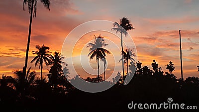 Sunset over palms Stock Photo