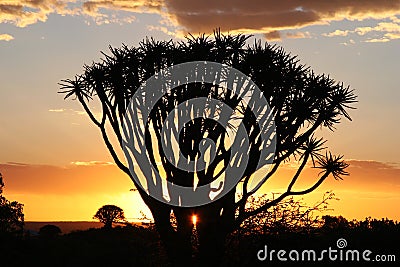 Sunset over quiver trees Stock Photo