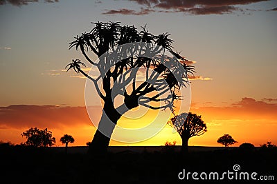 Sunset over quiver trees Stock Photo