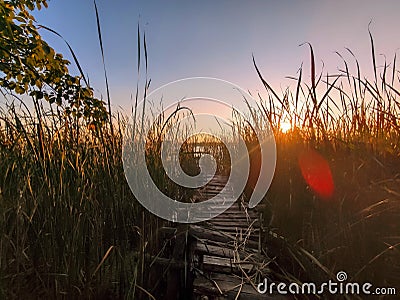 sunset over the river. pathway trough the reed at sunrise. Sunlight through the reed. autumn landscape Stock Photo