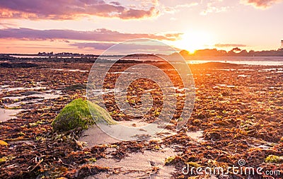Sunset over seaweed Stock Photo