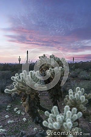 Sunset over Sonoran Desert and Cholla Cactus Stock Photo