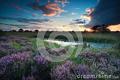 Sunset over swamp with flowering pink heather Stock Photo