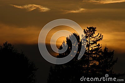 Sunset over the Trees Stock Photo