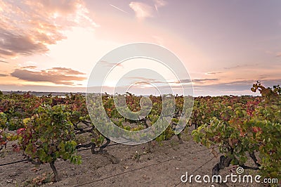 Sunset over vineyard Stock Photo