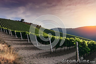 Sunset Over Vineyard Slopes. A Panoramic Evening Scene Stock Photo