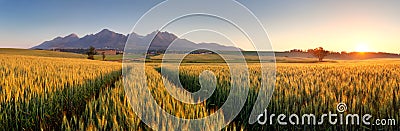 Sunset over wheat field with path in Slovakia Tatra mountain Stock Photo