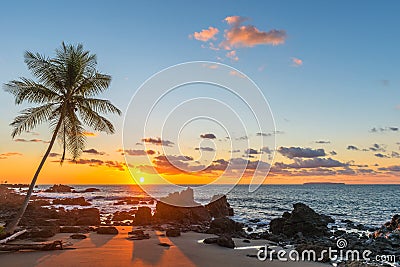 Sunset with Palm Tree Silhouette, Costa Rica Stock Photo