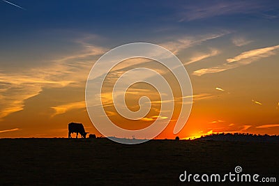 Sunset in the pasture of Extremadura with the silhouette of a cow grazing in the field Stock Photo