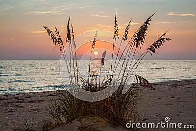 Photo of the sun setting in the middle of a bunch of sea oats on the Florida Gulf coast Stock Photo