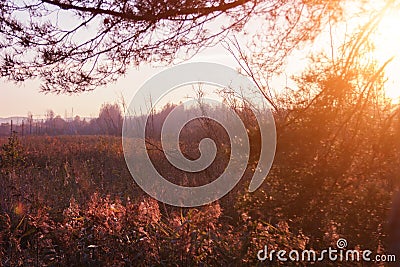 Sunset and pine trees. Sunlight through wild grasses. Yellow, red, green colors in sunlight Stock Photo