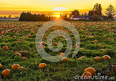 Sunset in Pumpkin Patch Stock Photo