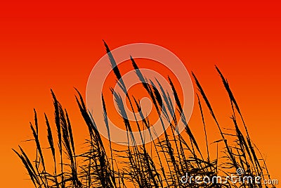 Sunset reed Stock Photo