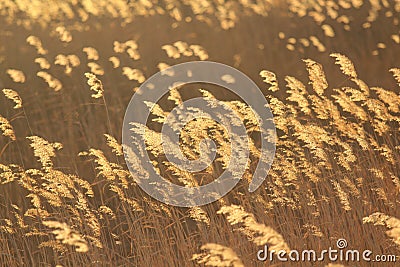 Sunset reed Stock Photo