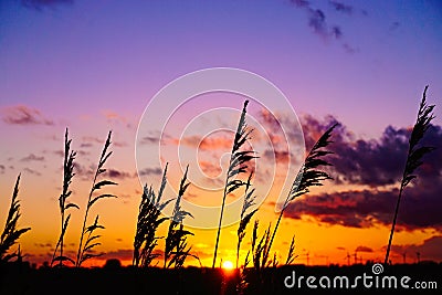 Sunset Reed Silhouette Stock Photo