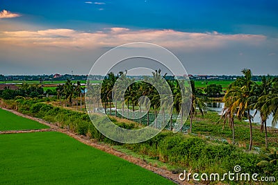 Sunset at rice field in Thailand Stock Photo