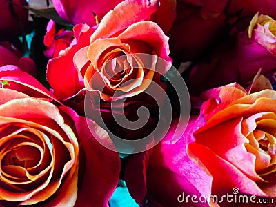 Sunset Roses Stock Photo