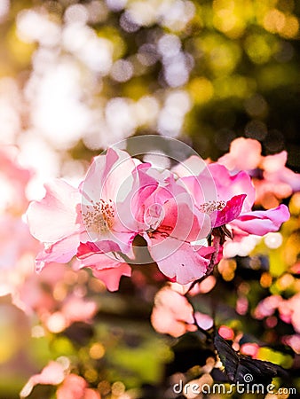 In the Sunset Roses Bloom Stock Photo