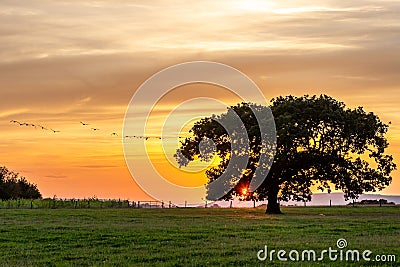 Sunset in rural Sussex, with geese in flight near a silhouetted tree Stock Photo