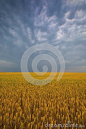 Sunset's Radiance: The Enchanting Charms of Wheat Fields in Twilight Stock Photo
