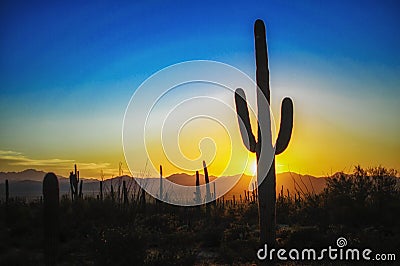 Sunset at the Saguaro National Park, Tucson AZ Stock Photo