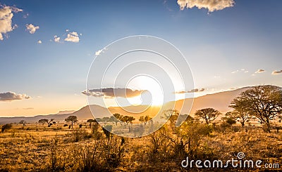 Sunset at savannah plains Stock Photo