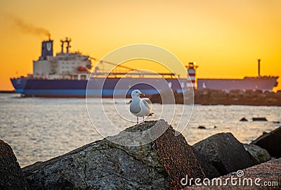 Sunset scene at the North pier Ijmuiden in The Netherlands, bird on the background with lighthouse and a ship, selective focus Stock Photo