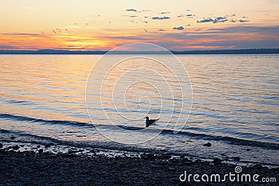 Sunset scenery at the beach with swimming seagull Stock Photo