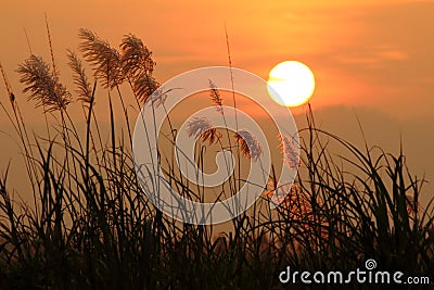 Sunset scenery with grass Stock Photo