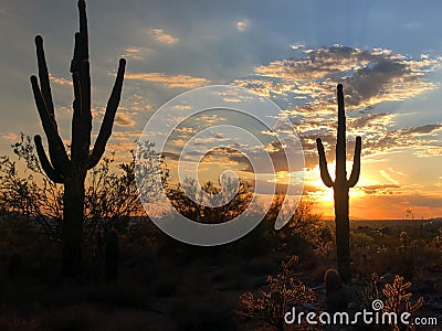 Sunset in Scottsdale, Arizona, Saguaro Cactus tree silhouetted Stock Photo